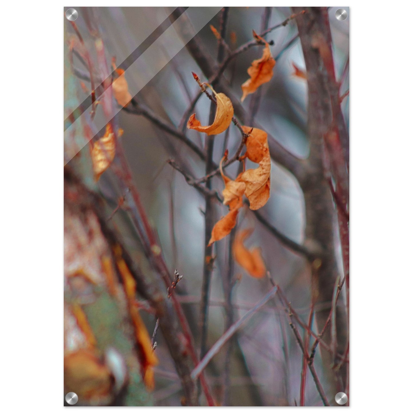 Floating Leaves - Acrylic Print