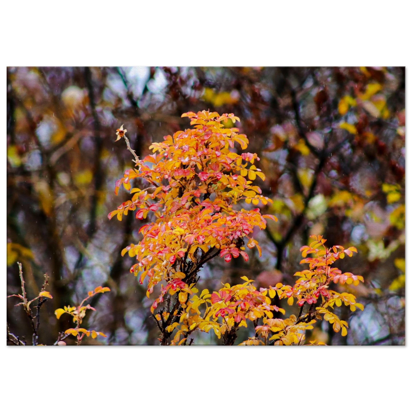 Fall Colors - Canvas