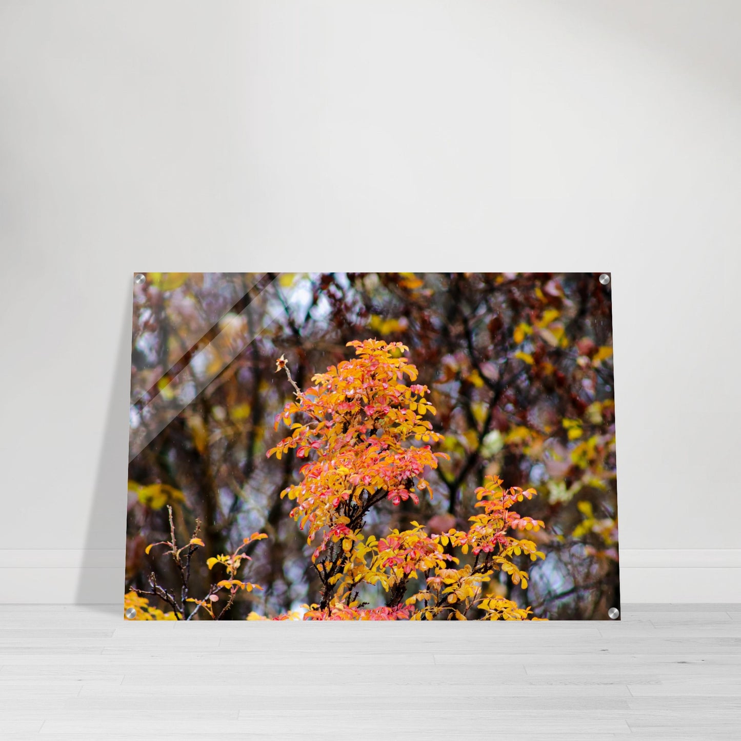 Fall Colors - Acrylic Print