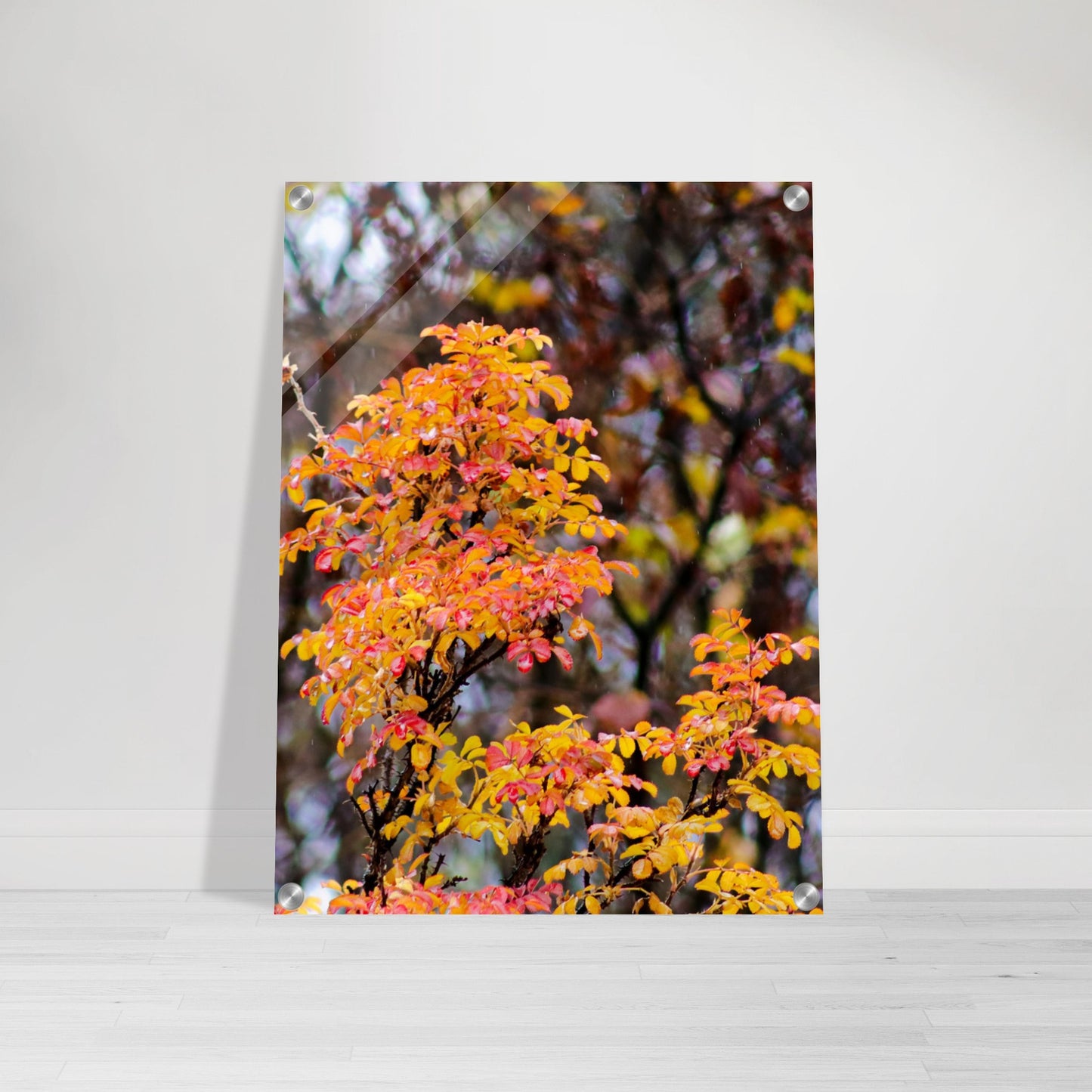 Fall Colors - Acrylic Print