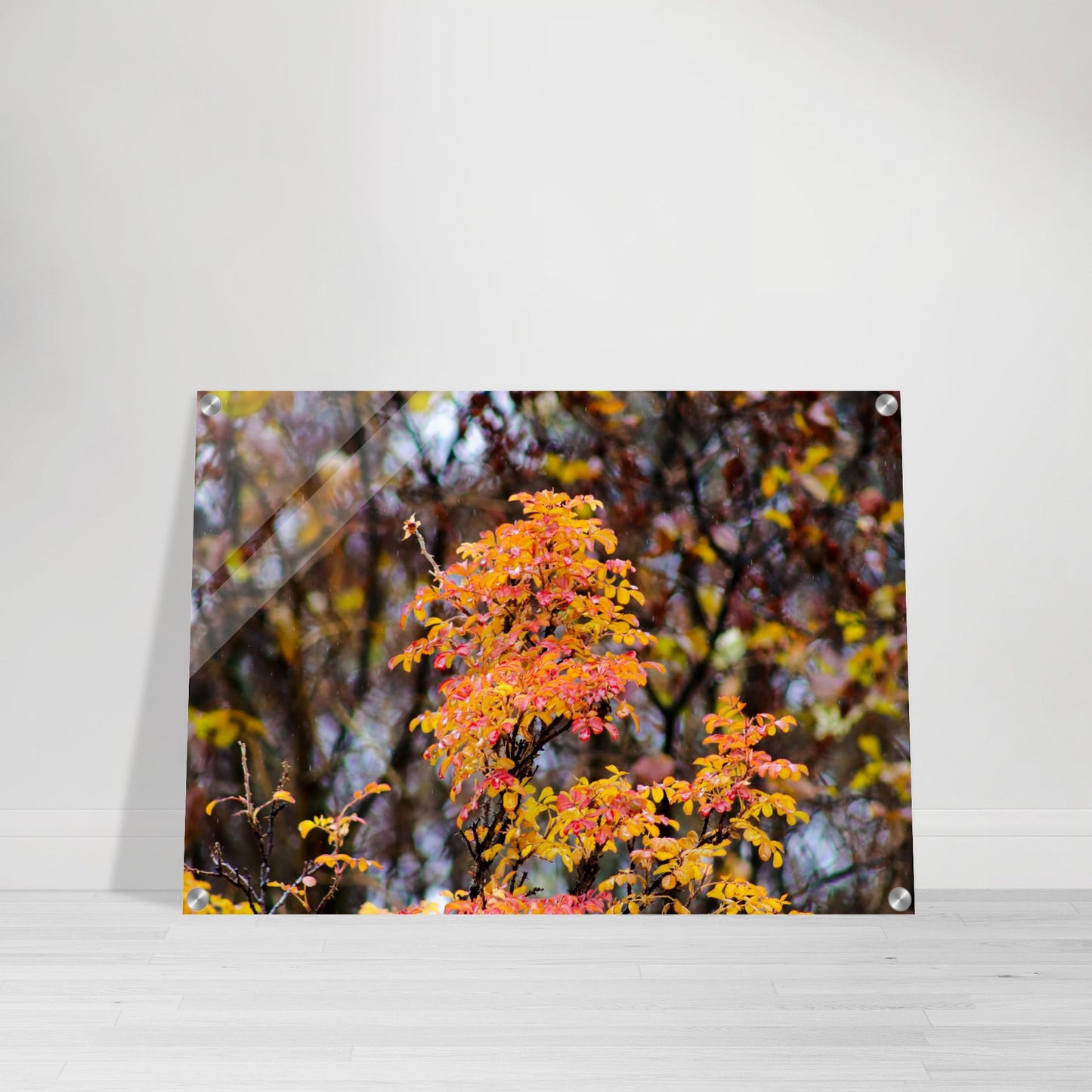 Fall Colors - Acrylic Print